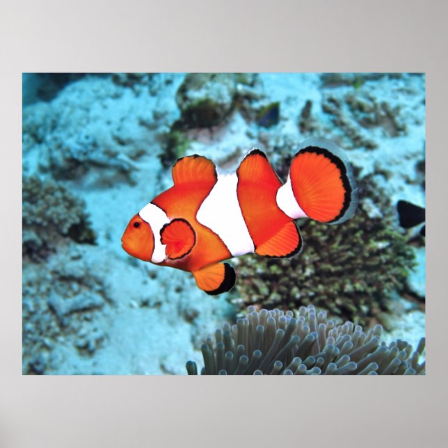 Bali Clownfish Poster (Front)