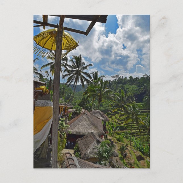 Bali Indonesia Terraced Rice Fields Postcard (Front)