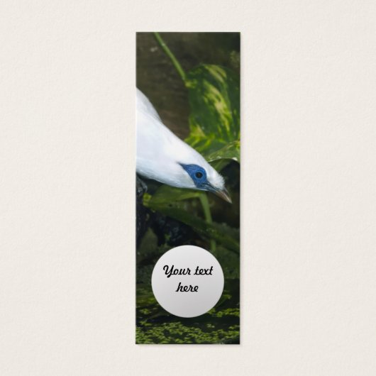 Bali Myna (Front)