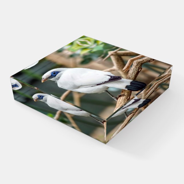Bali Myna Bird Design Glass Paperweight (Angled)