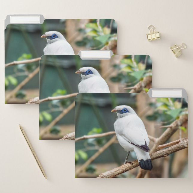 Bali Myna Bird File Folders Set (Set)