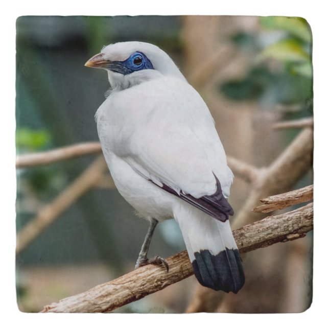 Bali Myna Bird Stone Trivet (Front)