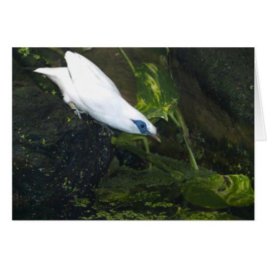 Bali Myna Cards (Front Horizontal)