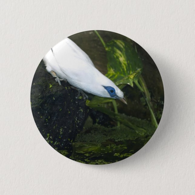 Bali Myna Pinback Button (Front)
