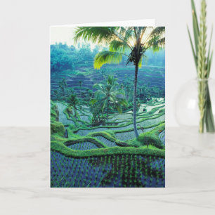 Bali Overview Of Rice Terraces Card