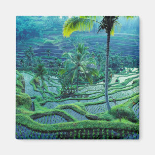 Bali Overview Of Rice Terraces Magnet