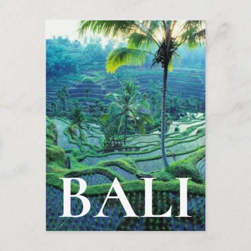 Bali  Overview Of Rice Terraces Postcard