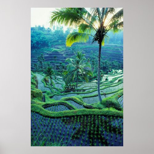 Bali  Overview Of Rice Terraces Poster