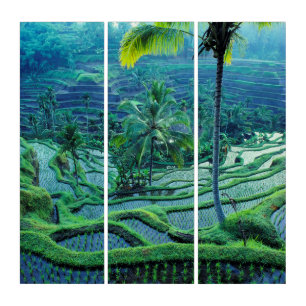 Bali   Overview Of Rice Terraces Triptych