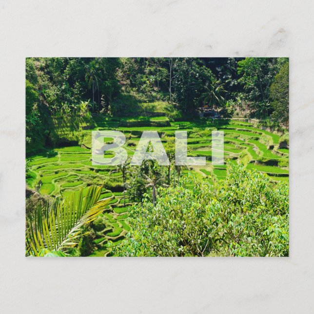 Bali Rice Terraces Postcard (Front)