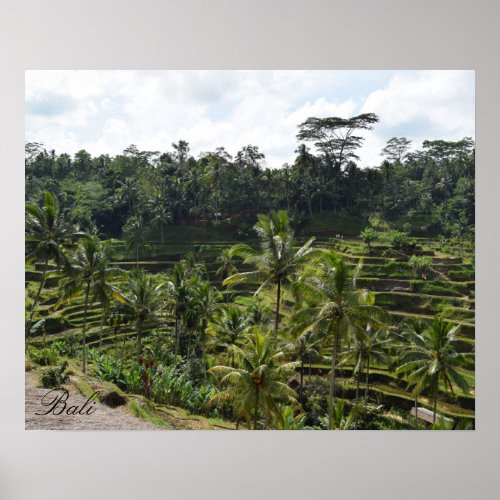 Bali Ubud Rice Field Terrace Poster