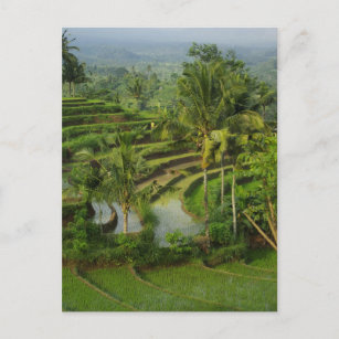 Bali - Young terrace ricefields and palms Postcard