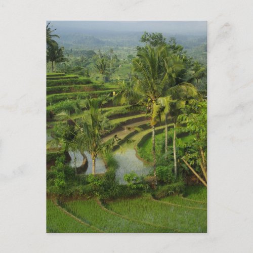 Bali _ Young terrace ricefields and palms Postcard
