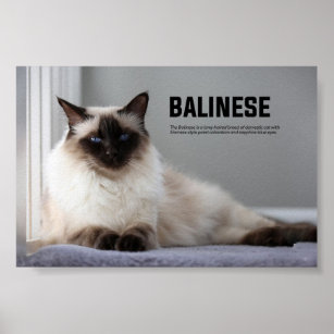 Balinese Cat Breed Poster