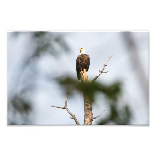 Balk Eagle Photo Print