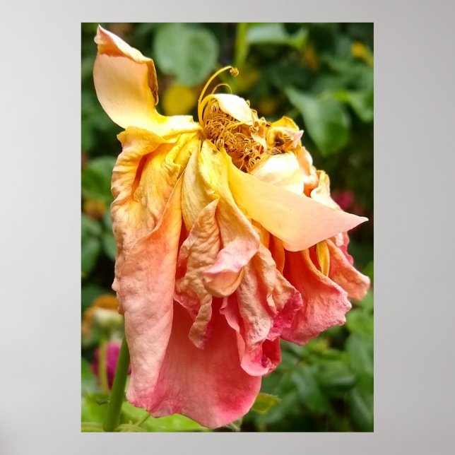 Ball Gown Dead Rose, yellow orange Poster (Front)