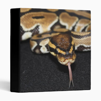 Ball Python Binder