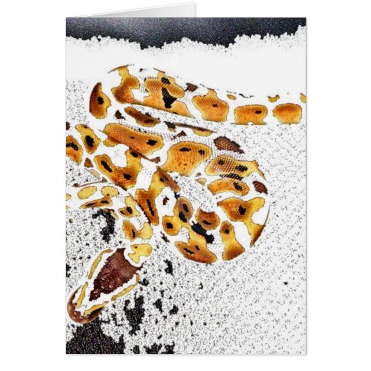 Ball Python Cards (Front)