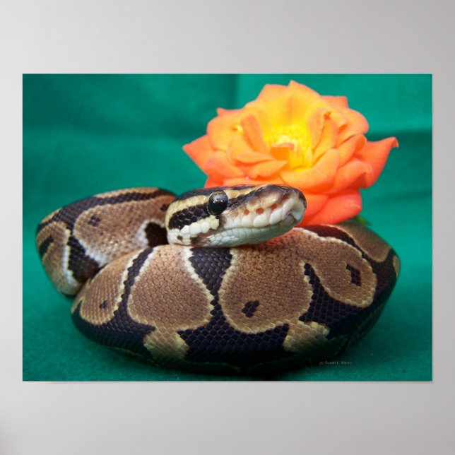Ball python picture with orange rose green back poster (Front)