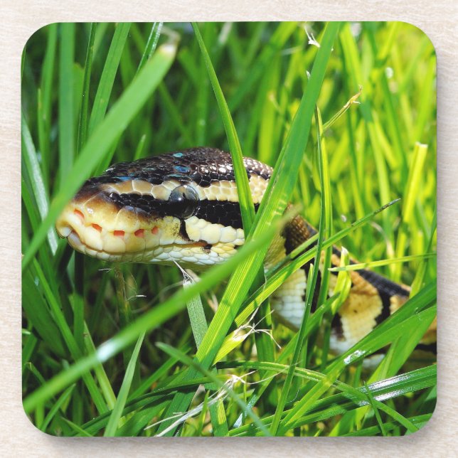 Ball Python Snake in the Grass Beverage Coaster (Front)