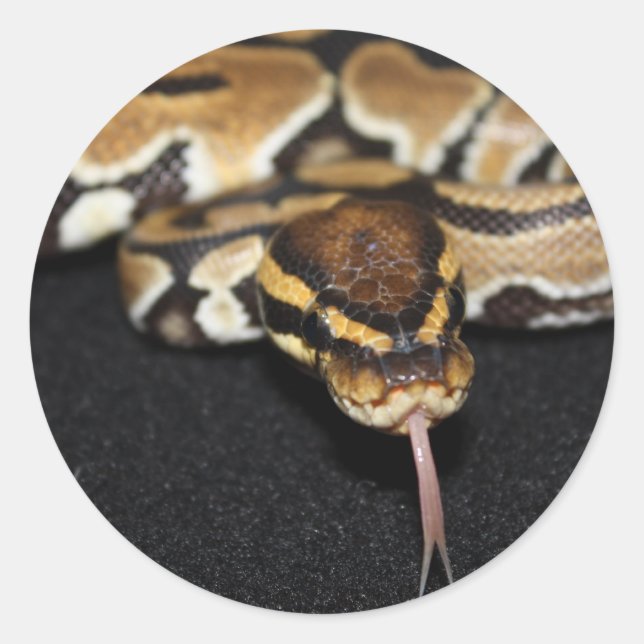 Ball Python Sticker (Front)