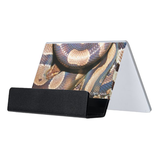 Ball Pythons Desk Business Card Holder (Angled Front)