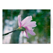 Ballerina Magnolia (Front Horizontal)