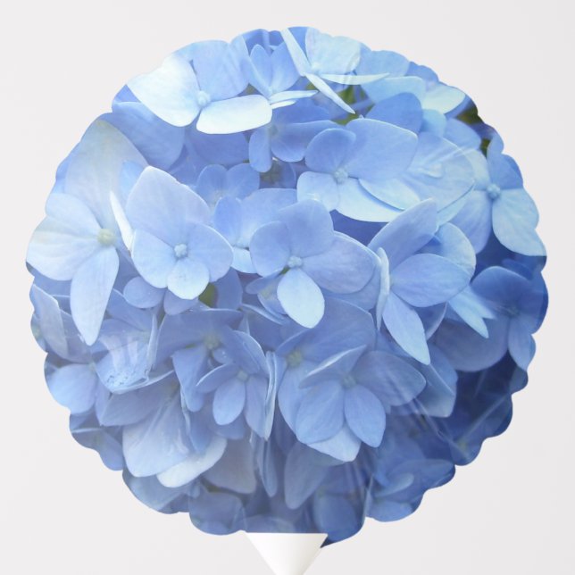 Balloon - Blue Hydrangeas (Front)