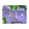 Balloon Flower Blossom Postcard