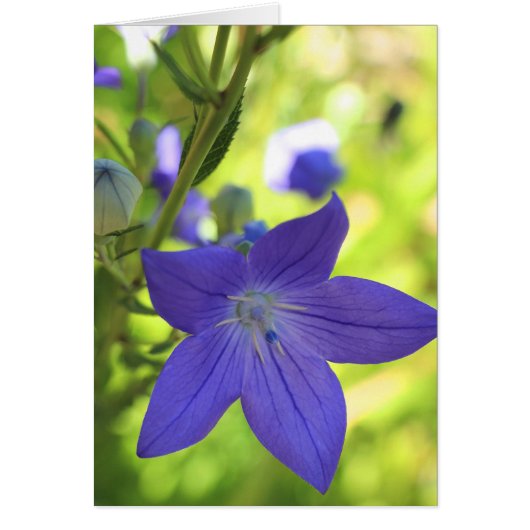 Balloon Flower Cards (Front)