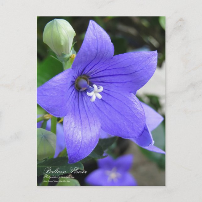 Balloon Flower Postcard (Front)