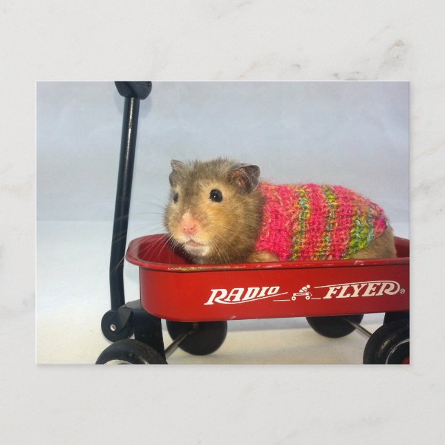 Baloo Goes for a Wagon Ride Postcard (Front)