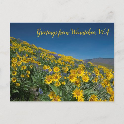 Balsamroot Bloom at Sage Hills Wenatchee WA Postcard