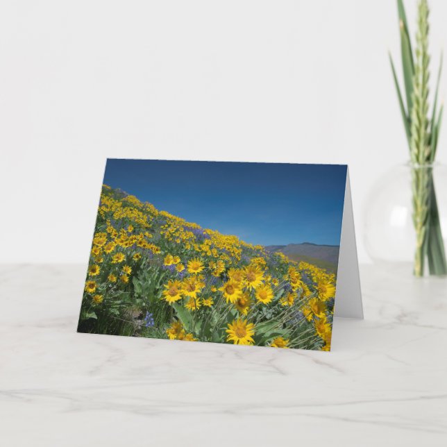 Balsamroot bloom blank card (Front)