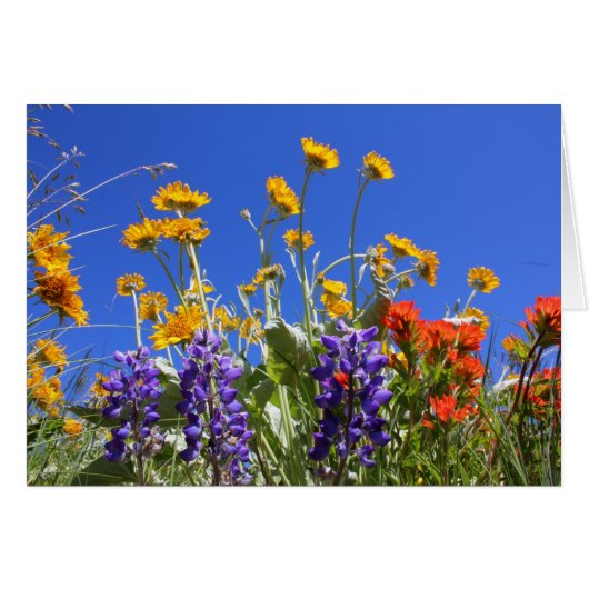 Balsamroot, Lupine and Paintbrush (Front Horizontal)