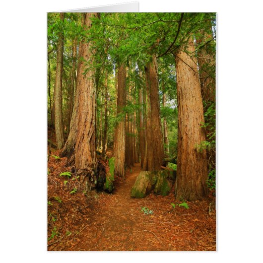 Baltimore Canyon Cards (Front)