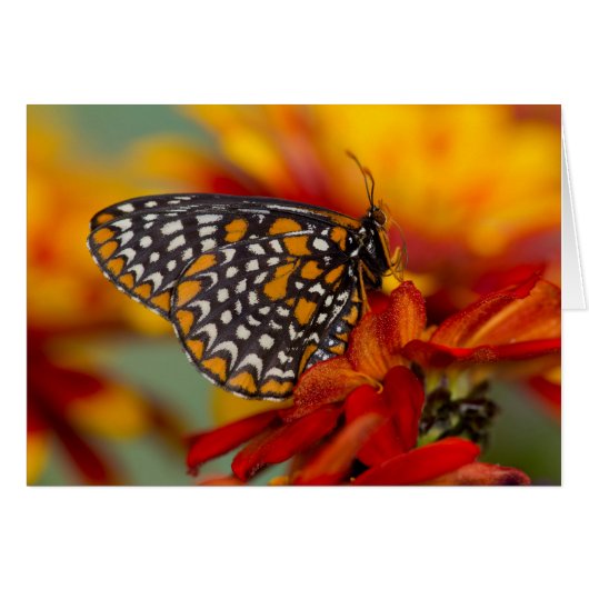 Baltimore-Checkered Butterfly Cards (Front Horizontal)