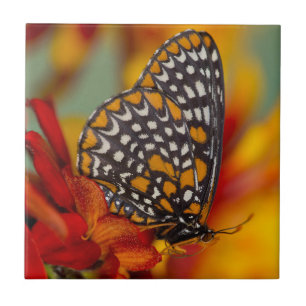 Baltimore-Checkered Butterfly Ceramic Tile
