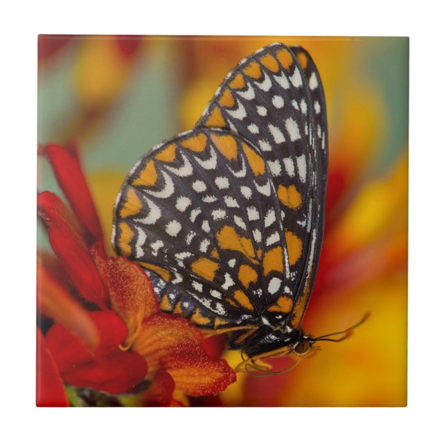 Baltimore-Checkered Butterfly Ceramic Tile (Front)