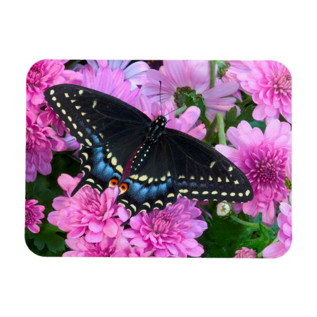 Baltimore Checkered Butterfly Magnet (Horizontal)