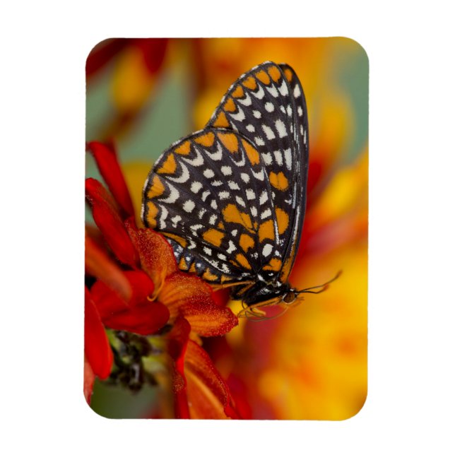 Baltimore-Checkered Butterfly Magnet (Vertical)