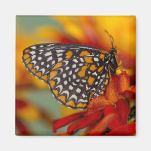 Baltimore-Checkered Butterfly Magnet
