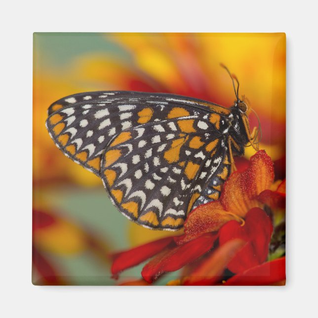Baltimore-Checkered Butterfly Magnet (Front)