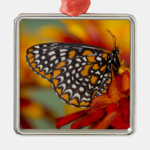 Baltimore-Checkered Butterfly Metal Ornament