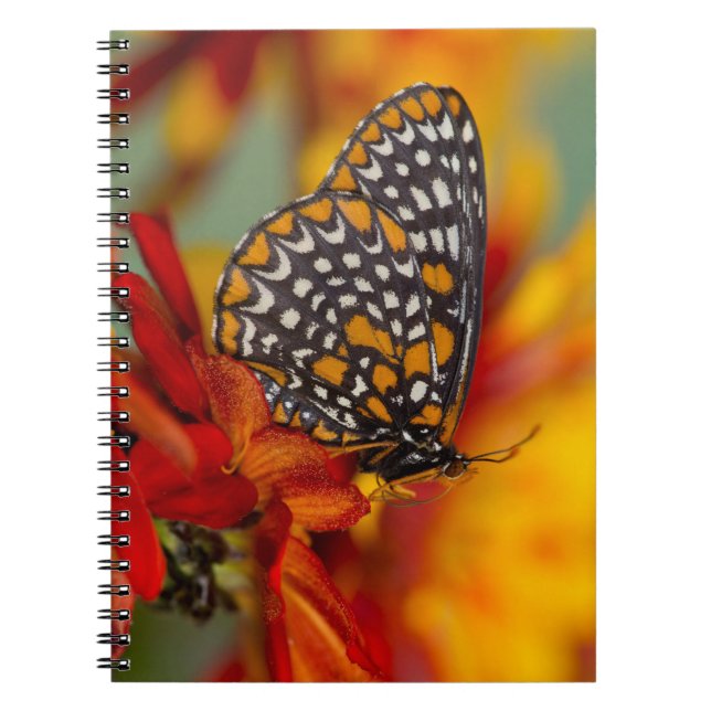Baltimore-Checkered Butterfly Notebook (Front)