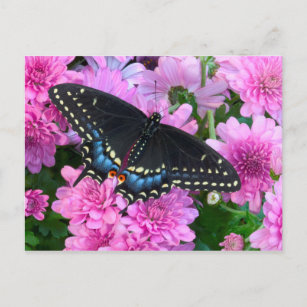 Baltimore Checkered Butterfly Postcard
