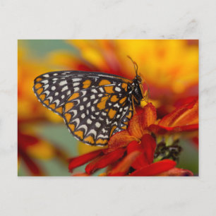 Baltimore-Checkered Butterfly Postcard