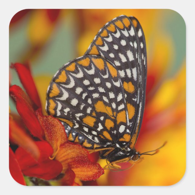 Baltimore-Checkered Butterfly Square Sticker (Front)
