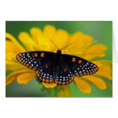 Baltimore Checkered Spot Butterfly (Front Horizontal)