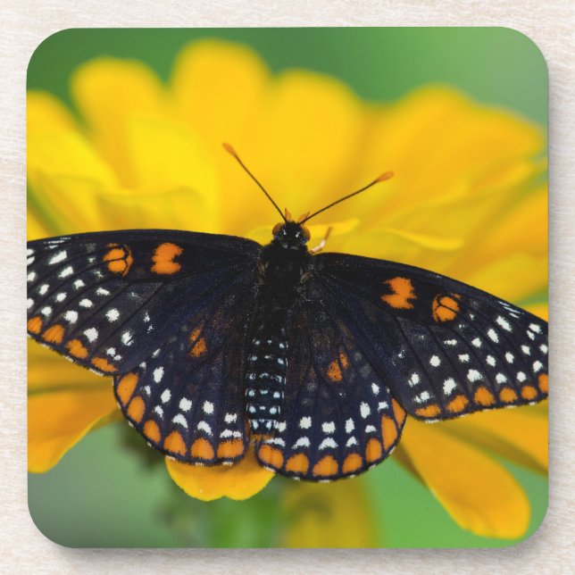 Baltimore Checkered Spot Butterfly Beverage Coaster (Front)